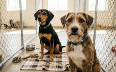 Diese Hunde suchen ein neues Zuhause